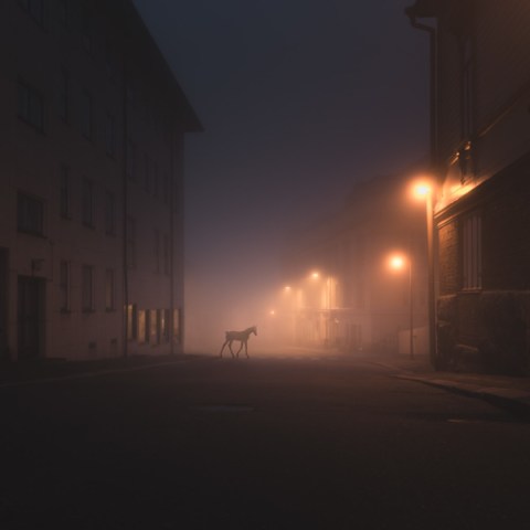 Mikko Lagerstedt XXV - Animals in dark