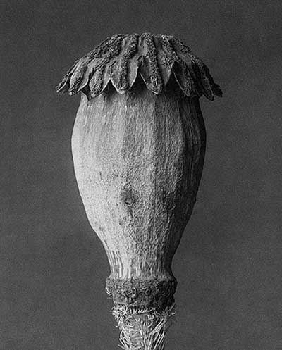 Karl Blossfeldt IIII