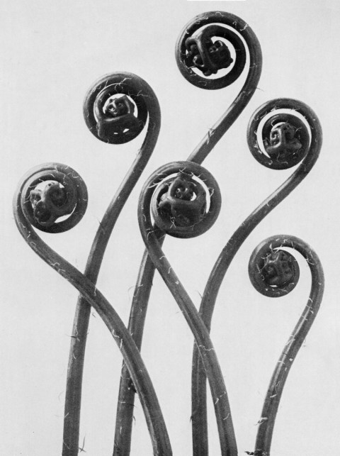 Karl Blossfeldt VII