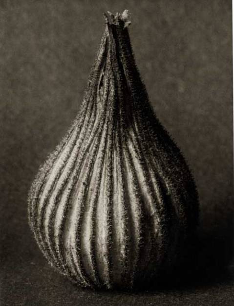 Karl Blossfeldt VIIII