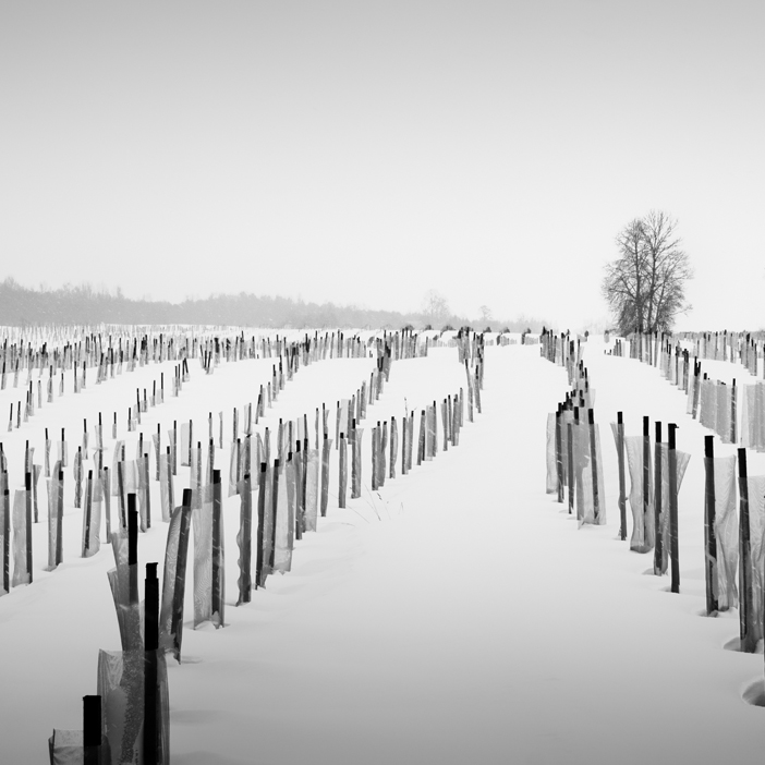 Liutawras III - Garden